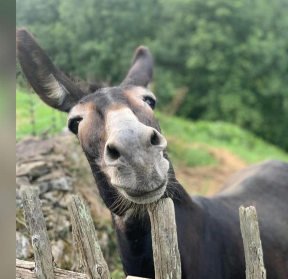 Agroturismo La Casona De Belmonte Ovinana  Exteriér fotografie